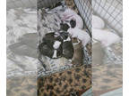 Bull Terrier PUPPY FOR SALE ADN-796761 - Bull terrier puppies