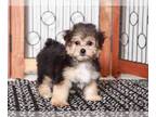 Yo-Chon PUPPY FOR SALE ADN-796769 - Bronson Playful male Yochon Puppy