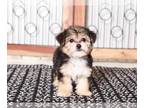 Yo-Chon PUPPY FOR SALE ADN-796774 - Karen Most Adorable Female Yochon Puppy