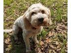 Cavachon PUPPY FOR SALE ADN-796775 - Cavachon Dog in Central Austin TX