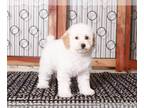 Bichpoo PUPPY FOR SALE ADN-796779 - Dot Sweet female Poochon Puppy for Sale in