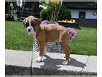 Boxer PUPPY FOR SALE ADN-796781 - AKC Boxer For Sale Fredericksburg OH