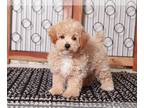 Bichpoo PUPPY FOR SALE ADN-796782 - Chris Nice male Poochon Puppy for Sale in