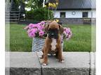Boxer PUPPY FOR SALE ADN-796784 - AKC Boxer For Sale Fredericksburg OH
