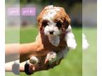 Cavapoo PUPPY FOR SALE ADN-796785 - F1 Cavapoo Puppy Girl 1