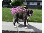 Boxer PUPPY FOR SALE ADN-796786 - AKC Boxer For Sale Fredericksburg OH