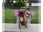 Boxer PUPPY FOR SALE ADN-796787 - AKC Boxer For Sale Fredericksburg OH