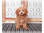 Goldendoodle PUPPY FOR SALE ADN-796788 - Ted Stunning Male Mini Red Goldendoodle