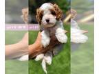 Cavapoo PUPPY FOR SALE ADN-796791 - F1 Cavapoo Puppy Girl 3