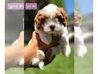 Cavapoo PUPPY FOR SALE ADN-796792 - F1 Cavapoo Puppy Girl 4
