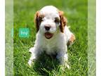 Cavapoo PUPPY FOR SALE ADN-796793 - F1 Cavapoo Puppy Boy