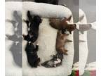 Boxer PUPPY FOR SALE ADN-796794 - AKC Boxer Puppies Asheville NC