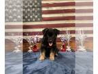 German Shepherd Dog PUPPY FOR SALE ADN-796796 - Schatzi Super Dam certified