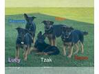German Shepherd Dog PUPPY FOR SALE ADN-796806 - German Shepherds pups male and