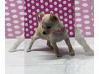 Chihuahua PUPPY FOR SALE ADN-796819 - Tiny Fawn Chihuahua Puppy