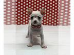 Chihuahua PUPPY FOR SALE ADN-796820 - Tiny Boy Chihuahua Puppy