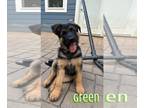 German Shepherd Dog PUPPY FOR SALE ADN-796848 - Benellis Pups