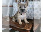 Cairn Terrier PUPPY FOR SALE ADN-796861 - Cairn Terrier Looking for a Forever