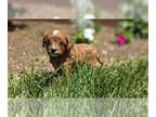 Cavapoo PUPPY FOR SALE ADN-796870 - King