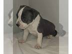 American Bully PUPPY FOR SALE ADN-796882 - XL Bully Puppies