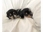 Dachshund PUPPY FOR SALE ADN-796896 - Miniature dachshunds