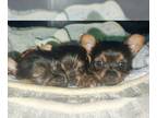 Yorkshire Terrier PUPPY FOR SALE ADN-796915 - Female Yorkie Puppies for Sale