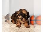 ShihPoo PUPPY FOR SALE ADN-796918 - SHIH POO