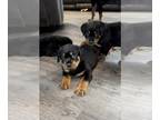 Rottweiler PUPPY FOR SALE ADN-796923 - Rottweiler puppies