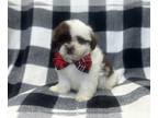 ShihPoo PUPPY FOR SALE ADN-796948 - Michael