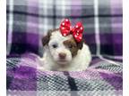 ShihPoo PUPPY FOR SALE ADN-796953 - Beauty