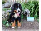 Bernese Mountain Dog PUPPY FOR SALE ADN-796954 - Registered Bernese Mountain Dod