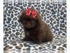 ShihPoo PUPPY FOR SALE ADN-796956 - Ruby
