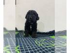 Maltipoo PUPPY FOR SALE ADN-796958 - Maltipoo toy poodle with Maltese Tempe