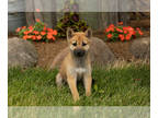 Shiba Inu PUPPY FOR SALE ADN-796959 - AKC Shiba Inu female puppy INdiana