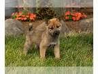 Shiba Inu PUPPY FOR SALE ADN-796960 - AKC Shiba Inu female puppy INdiana