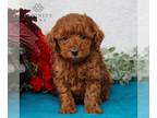 Poodle (Toy) PUPPY FOR SALE ADN-796961 - AKC Toy Poodle