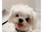 Maltese PUPPY FOR SALE ADN-796962 - Female Maltese