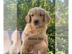 Golden Retriever PUPPY FOR SALE ADN-796963 - Golden Retriever