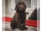 Labradoodle PUPPY FOR SALE ADN-796967 - Girl Labradoodle now available