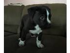 American Pit Bull Terrier Mix PUPPY FOR SALE ADN-796968 - Baby Bruno