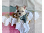 French Bulldog PUPPY FOR SALE ADN-796971 - Frenchie