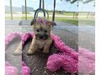 Morkie PUPPY FOR SALE ADN-796984 - WILLA IS A MORKIE