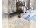 Mastador PUPPY FOR SALE ADN-796985 - Lab mastiff pit puppy