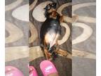 Dachshund PUPPY FOR SALE ADN-796986 - Puppies