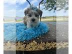 Morkie PUPPY FOR SALE ADN-796987 - WORM IS A MORKIE