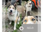 Huskies Mix DOG FOR ADOPTION RGADN-1268850 - Milo - Husky / Mixed (medium coat)