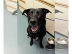 Shepradors DOG FOR ADOPTION RGADN-1270454 - GALAXIE - Labrador Retriever /