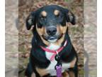 Greater Swiss Mountain Dog-Labrador Retriever Mix DOG FOR ADOPTION RGADN-1089715