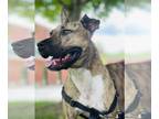 American Pit Bull Terrier Mix DOG FOR ADOPTION RGADN-1090675 - Peanut - American