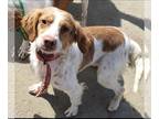 Brittany DOG FOR ADOPTION RGADN-1090910 - CA/Reah (LA) - Brittany (short coat)